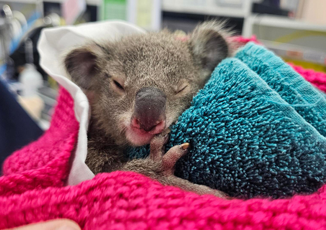 Erica, the mother koala.